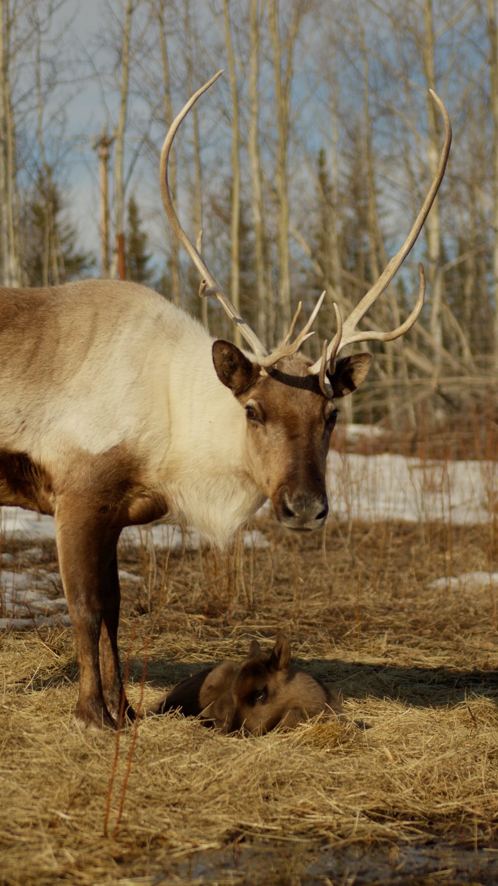 Adult reindeer watching over a resting calf
