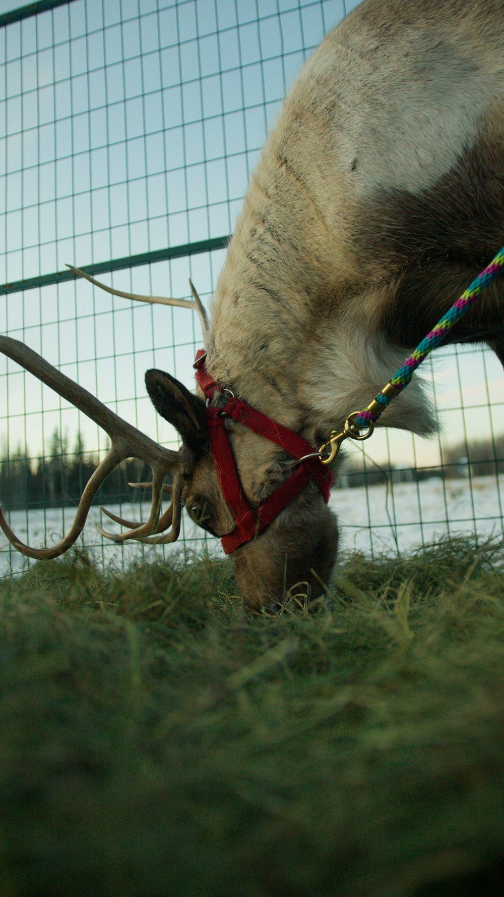 Reindeer eating hay through the fence