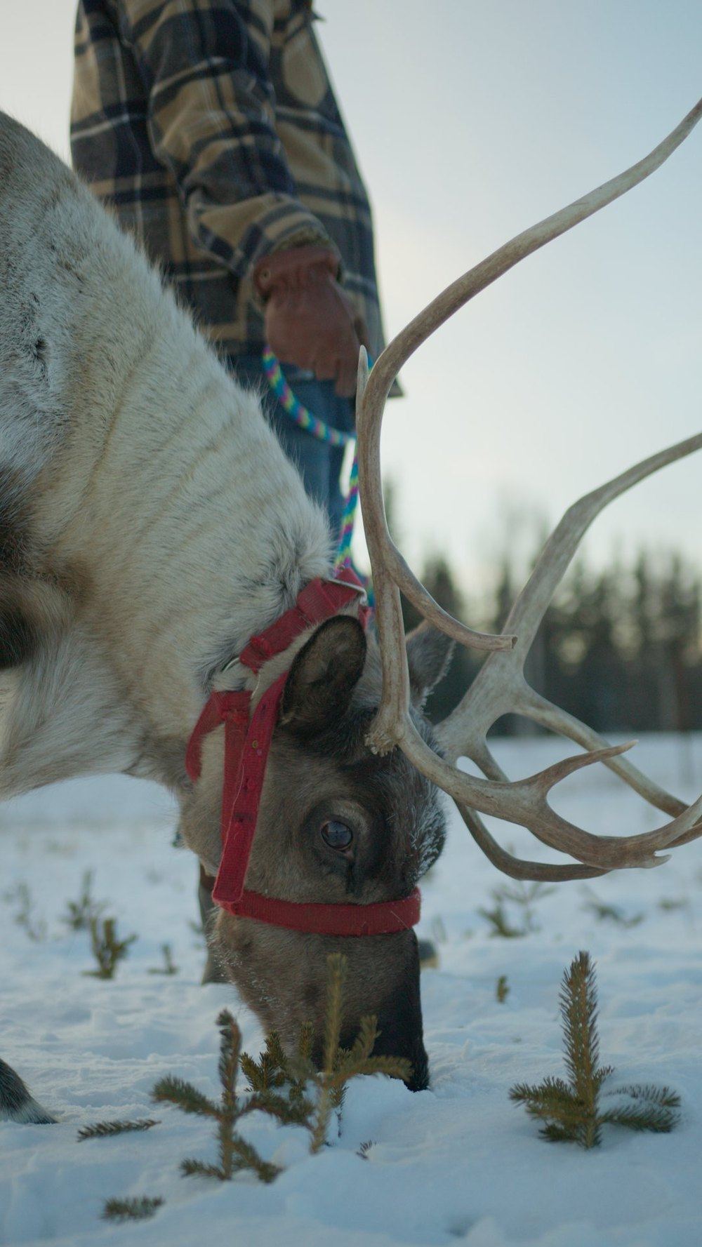 Two reindeer in winter, frost on their fur